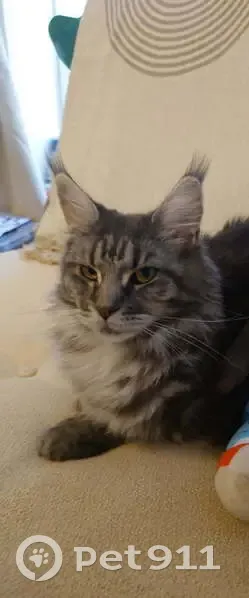 Chat perdu, Quai Charles de Gaulle, Bandol - maine coon stérilisée - photo