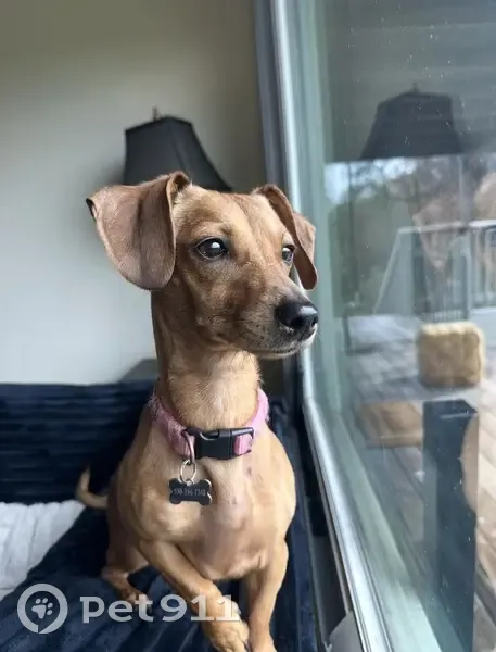 Lost female dog, Wild Oak Ranch Road, Grass Valley - brown dachshund - photo