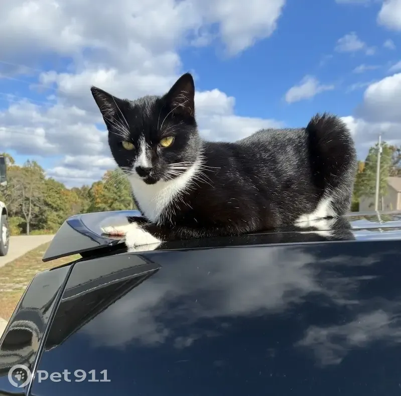 Lost female cat, Poplar Springs Road, Cumberland City - black/white, very nice and friendly - photo