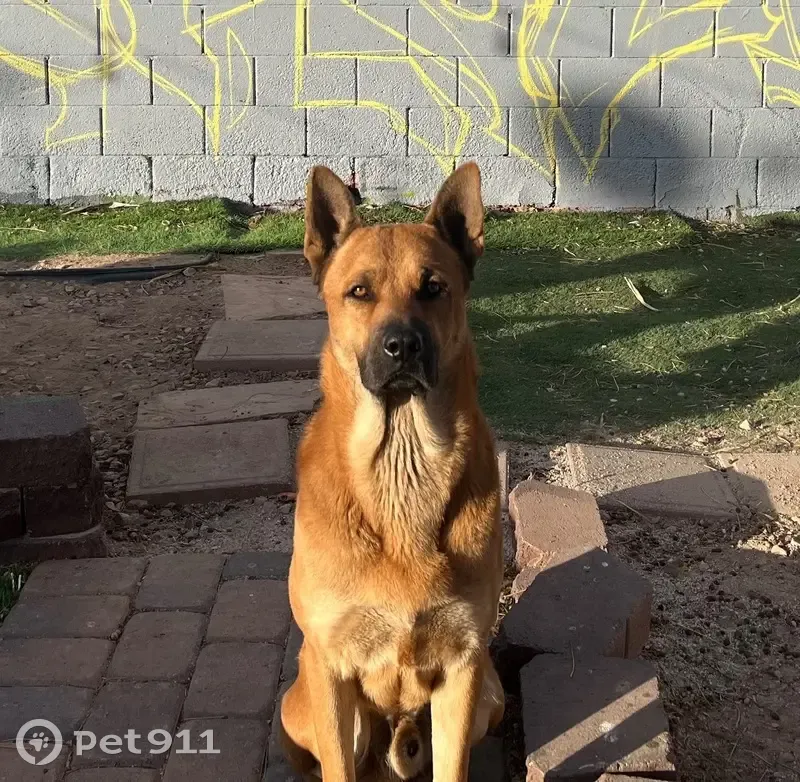 Lost male dog, South Wesley Street, Las Vegas - blonde German shepherd mix - photo