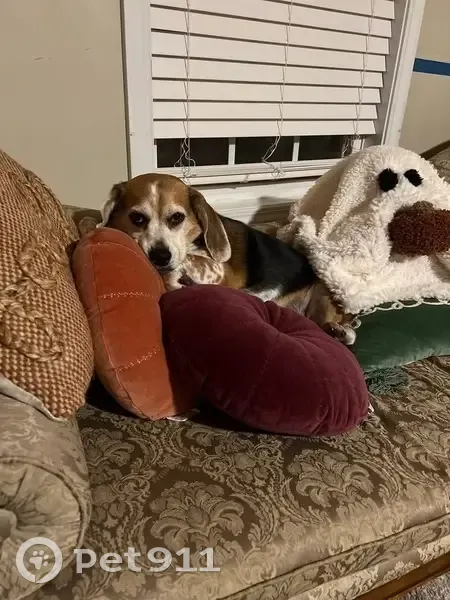 Lost female dog, Kaitlyn Virginia Court, Clarksville - purebred beagle with floppy ears - photo
