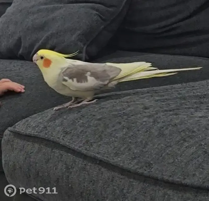 Lost male bird, Weir Crescent, Sydney - cockatiel named Cookie - photo