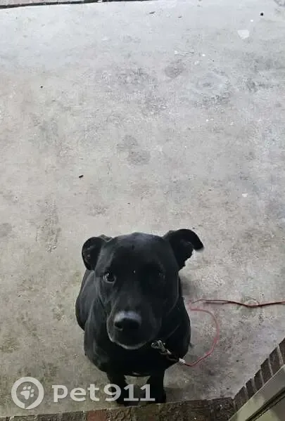 Missing dog Male, Jacksonville (usl534051) - photo