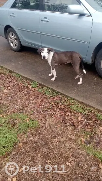 Lost dog, Navarro Lane, 927, Birmingham - male pitty mix - photo