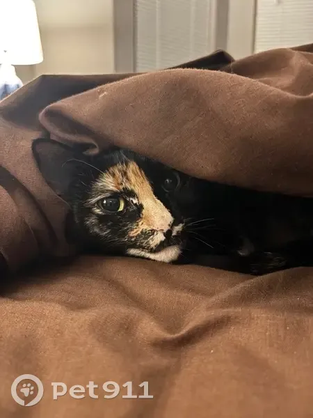 Lost female cat, Toye Boulevard, Canyon Lake, San Antonio - adult tortoiseshell - photo