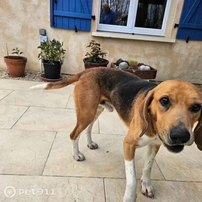 Trouvé Chien Beagle, Les Marteilles, Bouteilles-Saint-Sébastien - photo