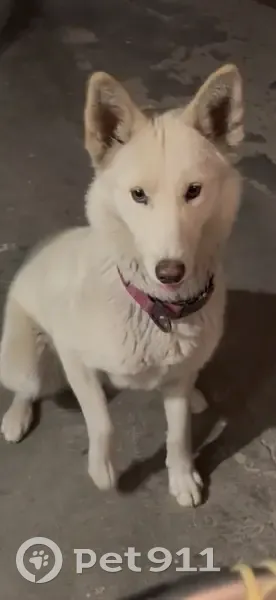 Lost female dog, Emmons Avenue, North Las Vegas - white Siberian husky - photo