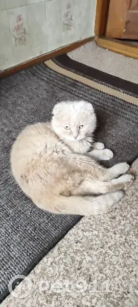 Знайдена кішка, вулиця Капітана Володимира Кісельова, 42/4, Полтава - рижий висловухий - photo