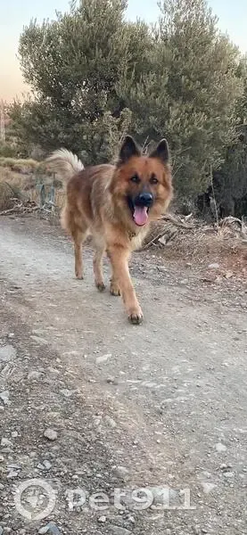 Perdido perro macho, Calle Julio Verne, Málaga - photo