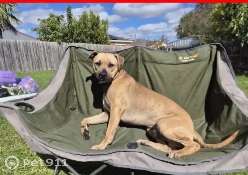 Lost male dog, Waradgery Drive, Knox City - scared and not vicious - photo