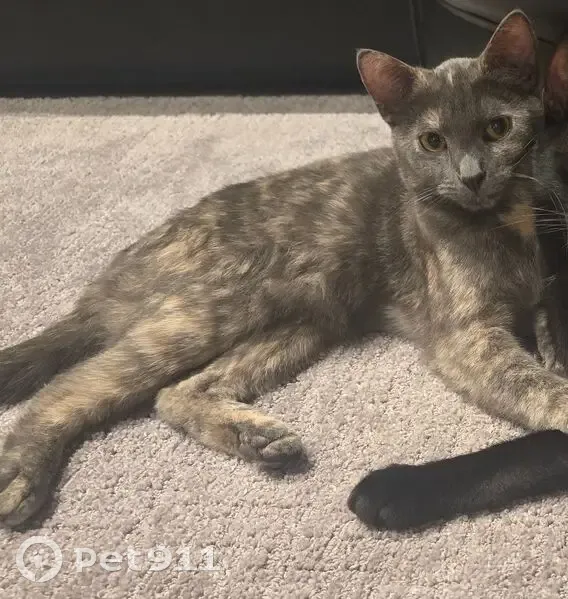 Lost female cat, Waterdale Road, Banyule - grey and blonde fur - photo