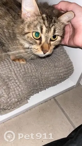 Lost female cat, Jenner Street, Brisbane - thick caramel coat, pink collar - photo