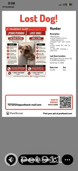 Lost male dog, Pigeon Plum Drive, Haines City - photo