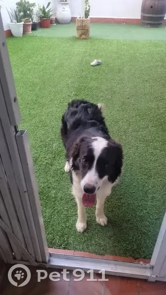 Perdido perro hembra, Camí de la Pedra Estela, 21C, Reus - de nombre Alma - photo