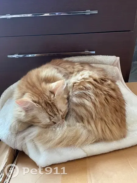 Gato perdido Hembra, Malaga (sl495339) - photo