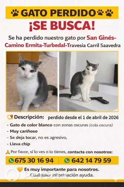 Perdido gato masculino, Travesía Carril Saavedra, San Ginés, Lorca - lleva chip - photo
