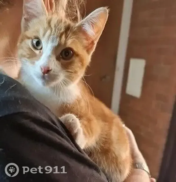 Found male cat, Sandal Crescent, 188, Fairfield - ginger and friendly - photo