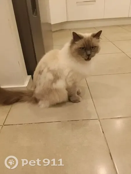 Found cat, Carlton Street, Maribyrnong City - white-gray with brown-gray tail - photo