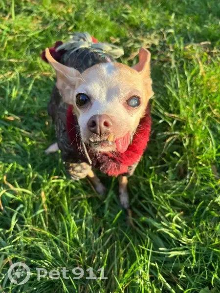 Зник собака, Марганецька вулиця, 26, Київ - світло руденька з сивиною, бордовий комбінезон - photo