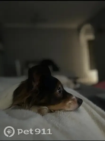 Perdido perro masculino, El Viso del Alcor, Sevilla - photo