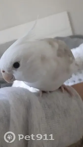Lost bird, City of Adelaide, Adelaide - white cockatiel named Coco - photo