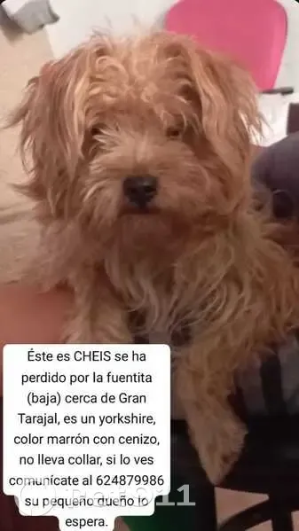 Perdido perro macho, Lugar Fuentita, 18, Puerto del Rosario - photo