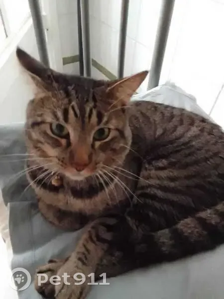 Perdido gato masculino, Calle Andalucía, 119C, Algeciras - photo