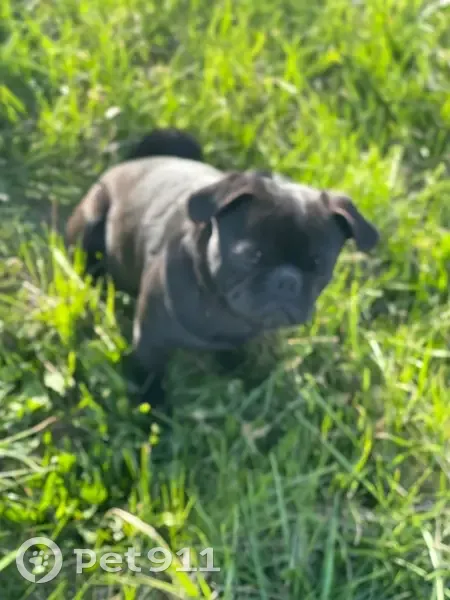 Lost male dog, Southside Drive, 6410, Louisville - all black pug - photo