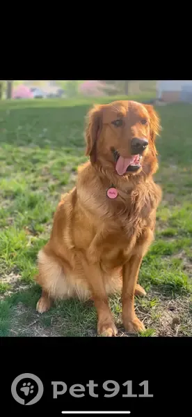 Lost dog, Troy, Missouri - female Golden Retriever - photo