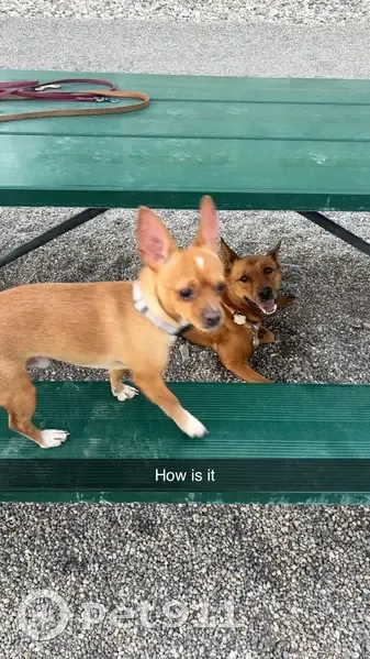 Lost male dog, 157 North, 3696, Rigby - tan Chihuahua with big ears - photo