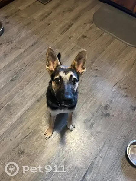 Lost Female Dog, North Railroad Street, Selmer - black and tan - photo