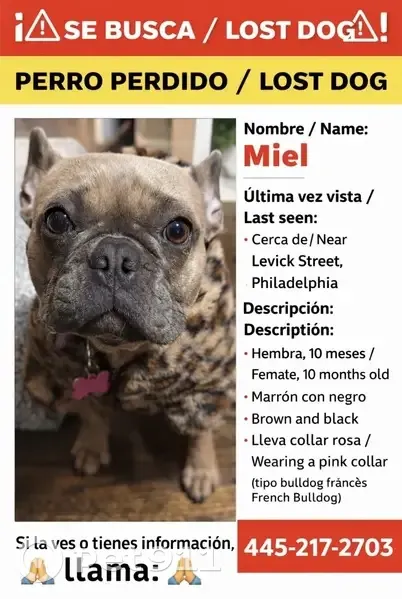 Lost female dog, Levick Street, 4821, Philadelphia - black with coffee - photo