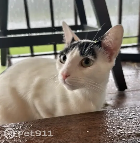 Lost female cat, Anniston Road, Jacksonville - white with black markings - photo