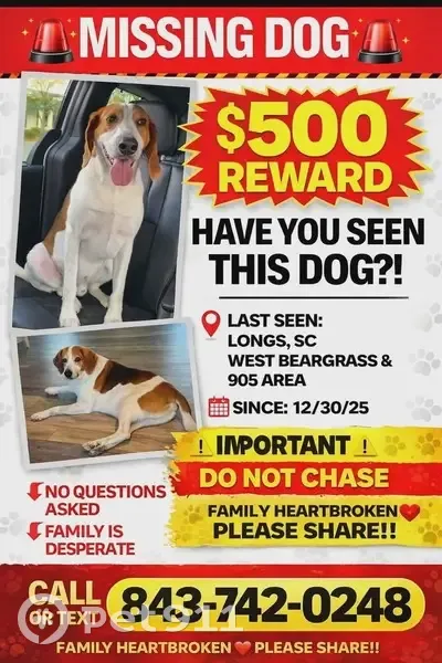 Lost Male Dog, Saint Ives Road, Conway - large hound with distinct markings - photo