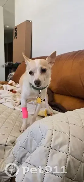 Lost female dog, Bluff Drive, Florissant - cream/fawn Chihuahua mix - photo