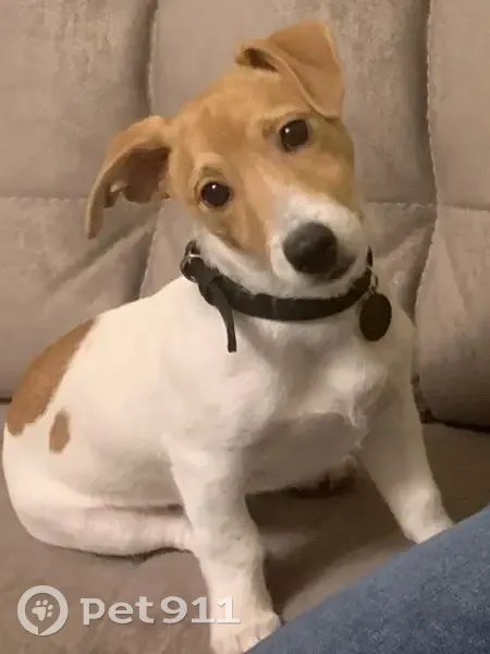 Зник собака, пр.Волі та вул. Шопена, Луцьк - порода джек-рассел - photo