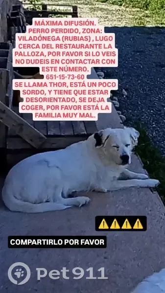 Perdido perro masculino, Lugar Viladonega, 3, Lugo - blanco con manchas negras - photo