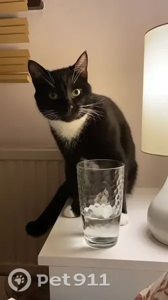 Lost male cat, Elm Lane, Earley - timid with white bib - photo