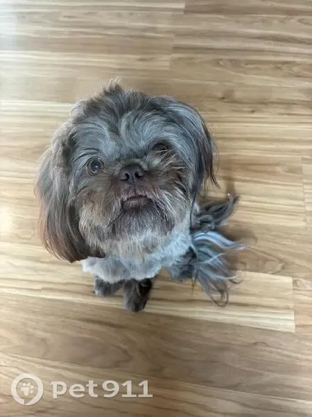 Lost male dog, Crater Lake Avenue, Medford - photo