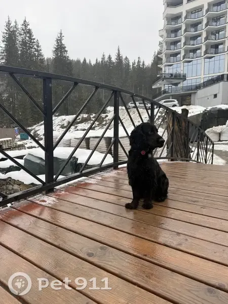 Зник собака, чоловічий, вулиця Степана Витвицького, Івано-Франківськ - чорний спанієль - photo