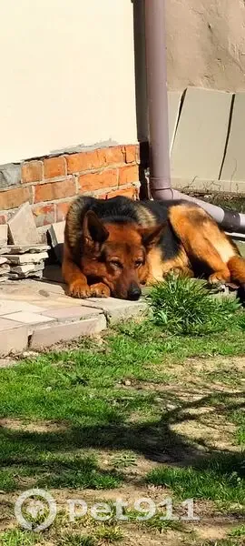 Зник собака, Патлаївка, Полтавська область - photo