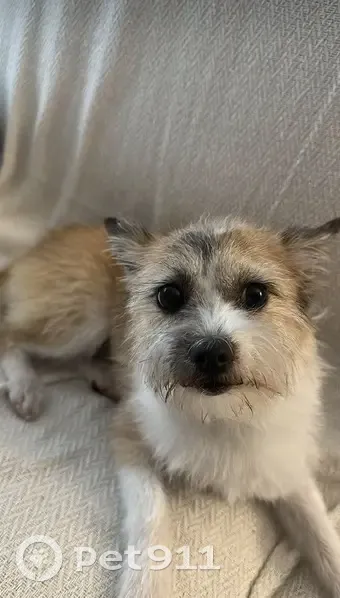 Perdido perro hembra, Calle Gorrión, 13, El Ejido - marrón y blanca - photo