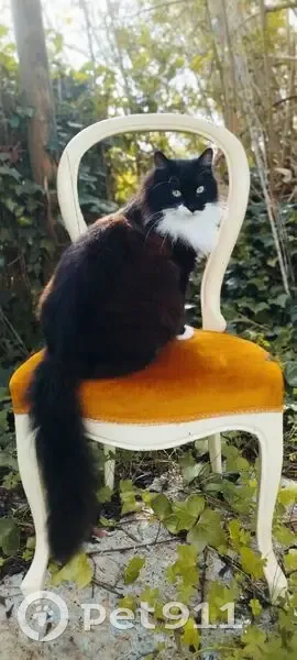 Perdido gato masculino, Urbanización El Franquillo II, La Adrada - negro con manchas blancas - photo