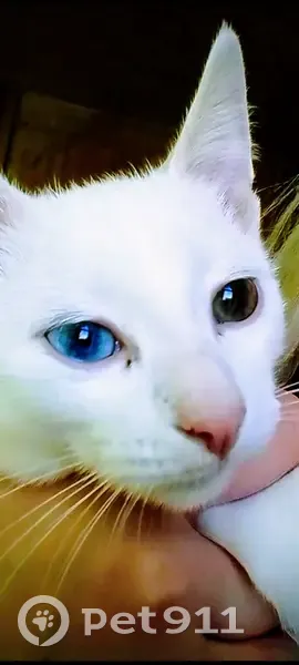 Зникла кішка, жіночий, вулиця Олександри Екстер, Київ - різнокольорові очі - photo