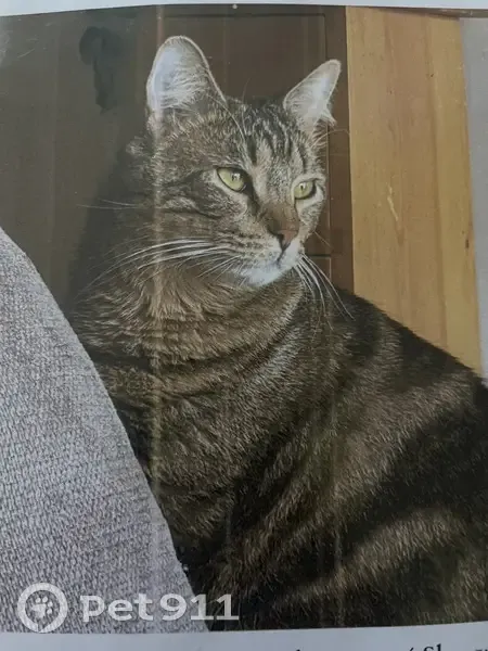 Chat perdu, Rue Aristide Briand, Levallois-Perret - tigré et dodu - photo