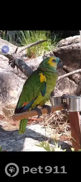 Perdido ave masculino, Villaspesa, Teruel - Loro Amazonas Aestiva frente azul - photo