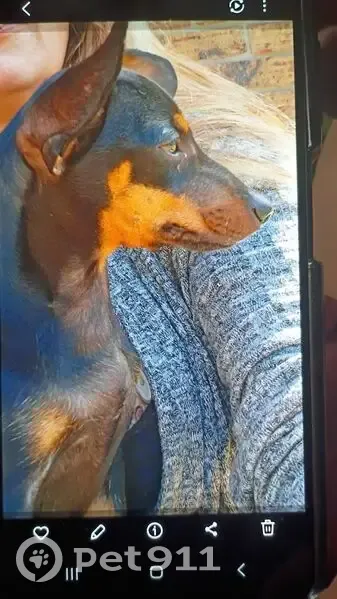 Lost male dog, Pecan Park Street, Ocean Springs - photo