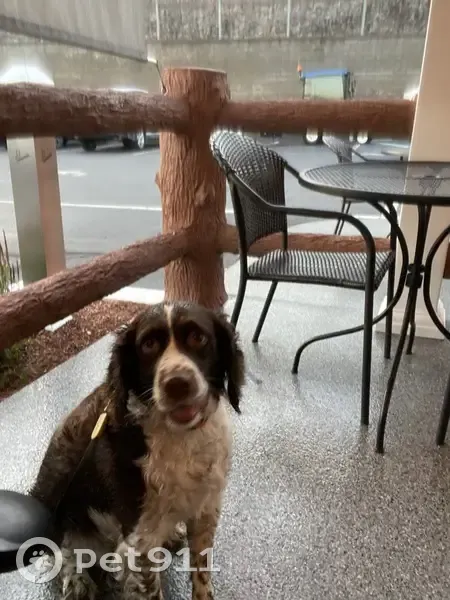 Lost female dog, Lunny Court, Carbondale - brown and white springer spaniel - photo