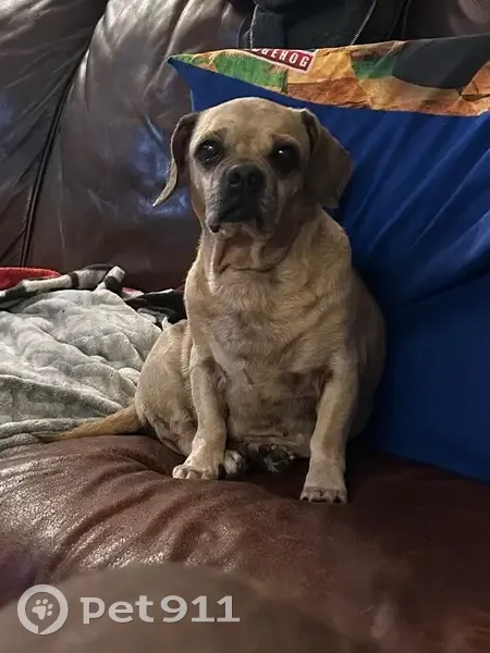 Lost male dog, Hedwig Way, Fort Smith - tan/cream pug/weenie mix - photo