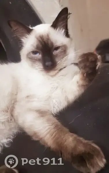 Lost male cat, 11th Avenue, Benoni - respiratory issues - photo